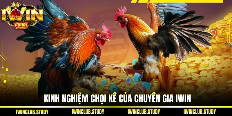 Kinh nghiệm chọi kê của chuyên gia IWIN